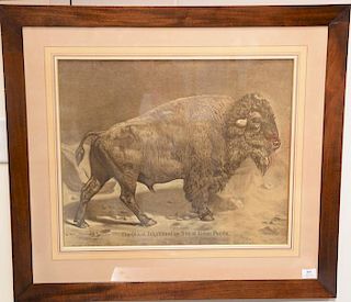 Union Pacific lithograph of a buffalo "The Oldest Inhabitant on Line of Union Pacific", ss 19 1/2" x 23". 
Provenance: Proper