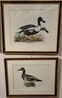 Pair of Prideaux John Selby framed elephant folio hand colored engravings "Common Shoveler, M+F" and "Bimaculated Duck, Male"