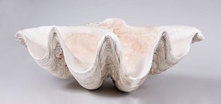 GIANT CLAM SHELL