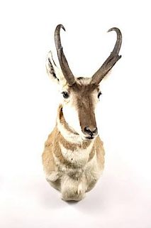 Taxidermy Prong Horn Antelope Shoulder Mount