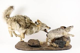 Mounted & Stuffed Coyote Chasing Hare