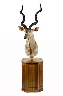 Greater Kudu Mount on Wooden Pedestal Base