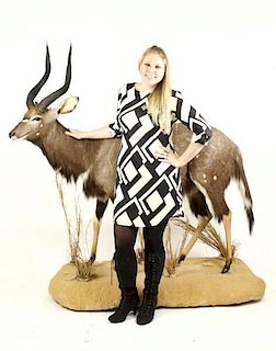 Full Size African Nyala Taxidermy Mount
