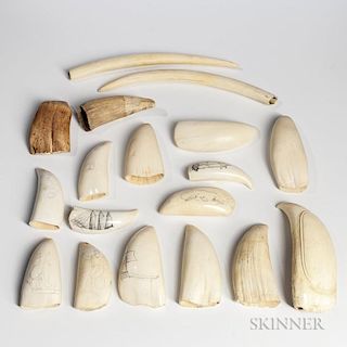 Sixteen Raw and Polished Whale's Teeth and Two Walrus Tusks