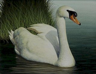 JONES, David. Acrylic on Board. "Mute Swan".