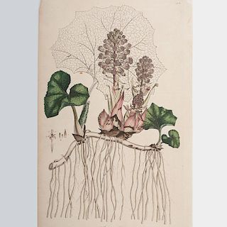 Botanical Engravings by James Sowerby and Francis Sansom, Plus