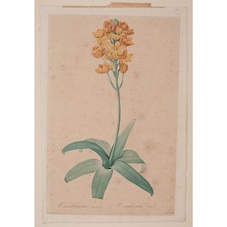 Botanical Hand-Colored Engravings by Pierre-Joseph Redouté