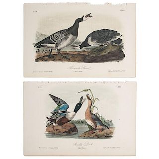 Audubon Birds of America Hand-Colored Lithographs, Bowen Octavo Edition, Lot of 12