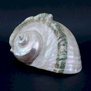 Large Mother of Pearl Conch Shell