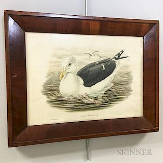 Framed Gould & Hart Hand-colored Lithograph Larus Marinus