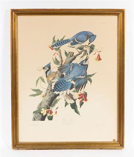 * After John James Audubon, (American, 1785-1851), Blue Jay