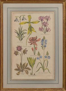 JOHN HILL (c. 1714-1775): EDEN, OR A COMPLETE BODY OF GARDENING: TWO PLATES