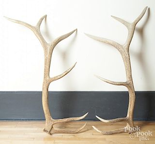 Pair of 6 x 6 elk antlers.