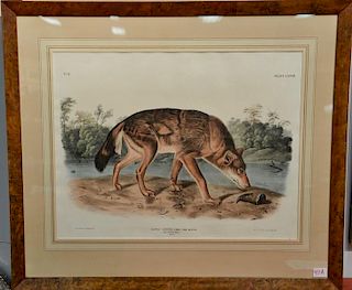 John James Audubon  hand colored lithograph  Canis Lupus, Linn, Var Rufus Red Texan Wolf  marked lower left: Drawn from Natur