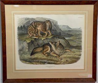 John James Audubon  hand colored lithograph  Plate LXXI No. 15  Canis Latrans, Say Prairie Wolf  marked lower left: Drawn fr.