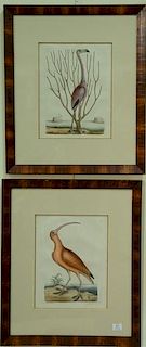 Mark Catesby  two hand colored engravings  from "The Natural History of Carolina, Florida, and the Bahama Islands" (1) "The R