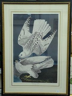 After J.J. Audubon  colored print  "Iceland or Ter Falcon"  Falco Islandicus