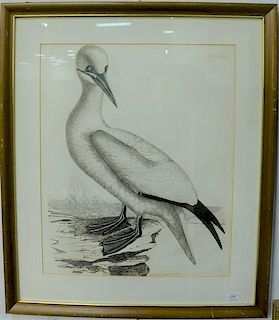 Prideaux John Selby (1788-1867)  hand colored etching  elephant folio  Common Gannet  (Solan Gannet, Old)  plate LXXXVII 8...