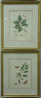 After John Abbot  five hand colored aquatint engravings to include:  (1) "Cream Ermine Moth "  Phalena Acria  plate 67  (2) "