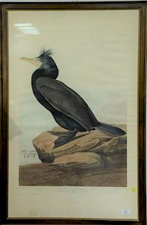 John James Audubon (1785-1851) 
hand colored engraving 
Double-Crested Cormorant, Phalacrocorax Dilophus 
plate CCLVII 
marke