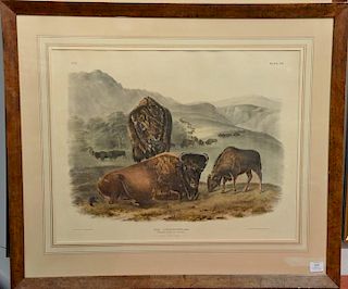 John James Audubon  hand colored lithograph Plate LVII no. 12  Bos Americanus, Gmel, American Bison or Buffalo  marked lower.