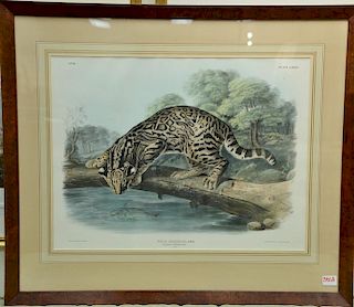 John Woodhouse Audubon  hand colored lithograph  Plate LXXXVI No. 18  Felis Pardalis, Linn. OCelot, or Leopard-Cat  marked l.