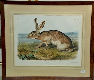 John Woodhouse Audubon  Plate CXXXIII no. 27  Lepus Texianus Aud & Bach, Texian Hare  marked lower left: Drawn from nature by