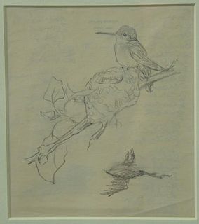 Louis Agassiz Fuertes (1874-1927) set of four pencil on paper sketches (1) bird perched on limb sight size: 5 3/4" x 5"(2