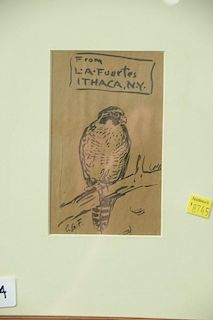 Louis Agassiz Fuertes (1874-1927)  ink on paper  Falcon Perched on Limb  From L