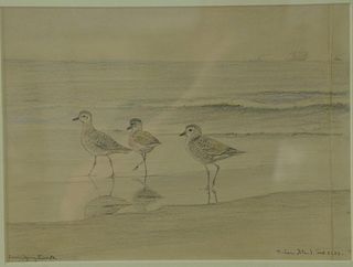 Louis Agassiz Fuertes (1874-1927) pencil and color pencil on paper Fishers Island Shore Birds Sep 21 22 signed lower left: Lo