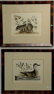 Mark Catesby  three hand colored engravings  from "The Natural History of Carolina, Florida, and the Bahama Islands" (1) "The