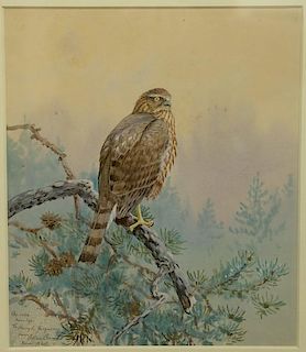 Allan Brooks (1869-1945)watercolor gouachePerched Hawk on a Pine Treewritten lower left: Ac Relox from life To Harry L. Fergu