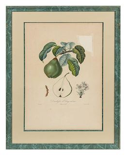 A Set of Six Botanical Prints 19 x 12 1/2 inches.