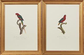 Francois Levaillant (1753-1824), "La Perruche Lori-papou," and "La Perruche Phigy," 20th c., pair of colored etchings, 67/200