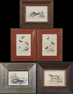 William Home Lizars (1788-1859), two butterfly prints, "Lead Coloured Dolphin," "Magellanic Aguara Fox," and "Mackarel," grou