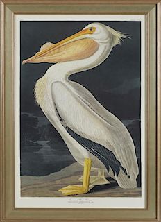 John James Audubon (1785-1851), "American White Pelican," No. 63, Plate 311, Amsterdam edition, presented in a wide silvered 