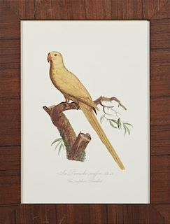 Francois Levaillant (1753-1824), "The Sulphur Parakeet," 20th c., colored print, from his "Histoire Naturelle des Perroquets,