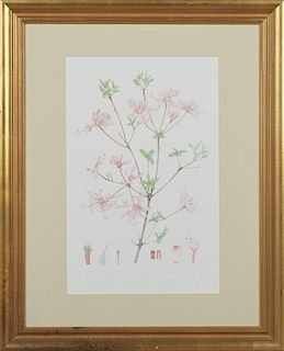 E. Margaret Stones (1920-, Australian), "Rhododendron," one of the "Native Flora of Louisiana" series prints, numbered 15/500