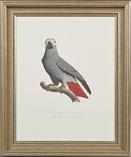 Francois Levaillant (1753-1824), "The Emerald Parakeet," 20th c., colored print, from his "Histoire Naturelle Des Perroquets,