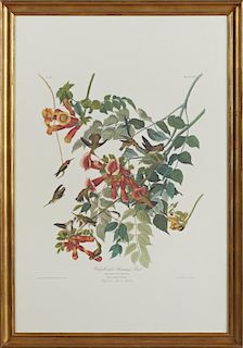 John James Audubon (1785-1851), "Ruby-throated Hummingbird," No. 10, Plate 47, Amsterdam edition, presented in a gilt frame, 