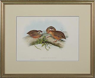 J. Gould and H. C. Richter, "Microperdix Erythrorhyncha," 20th c., quail lithograph, after the 19th c. original, presented in