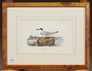 John James Audubon (1785-1851), "Havells Tern," No. 87, Plate 434, 1840, Octavo, 1st ed., presented in a burled frame, H.- 5