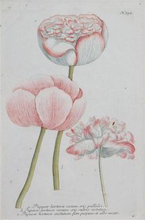 A Set of Nine Hand-Colored Botanical Engravings from Johann Weinmann's Phytanthoza Iconographia