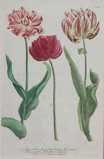 A Set of Six Hand-Colored Botanical Engravings from  Johann Weinmann's Phytanthoza Iconographia