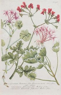 A Set of Eight Hand-Colored Botanical Engravings from Johann Weinmann's Phytanthoza Iconographia