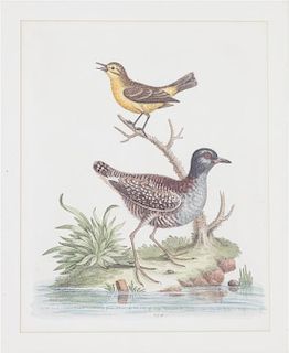 Two English Ornithological Hand-Colored Engravings 10 x 8 inches.