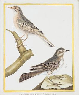 A Set of Eight French Ornithological Hand-Colored Engravings Each 9 3/4 x 8 1/4 inches.