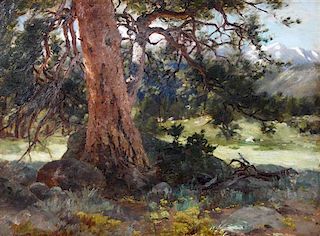 Hamilton Hamilton, (American, 1847-1928), The Old Spruce