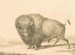 After George Catlin, (American, 1796-1872), reproduction of Buffalo Bull Grazing on the Prairie, matted and framed