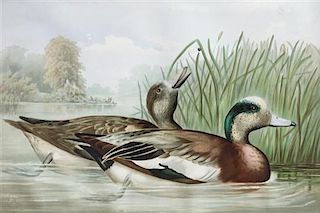 Alexander Pope Jr., (American, 1849-1924), chromolithograph Upland Game Birds and Waterfowl of the United States portfolio of